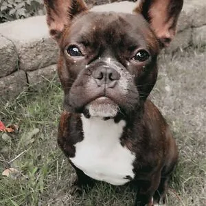 Pip