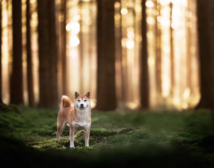 15 Dog Pictures I’ve Captured During Golden Hour