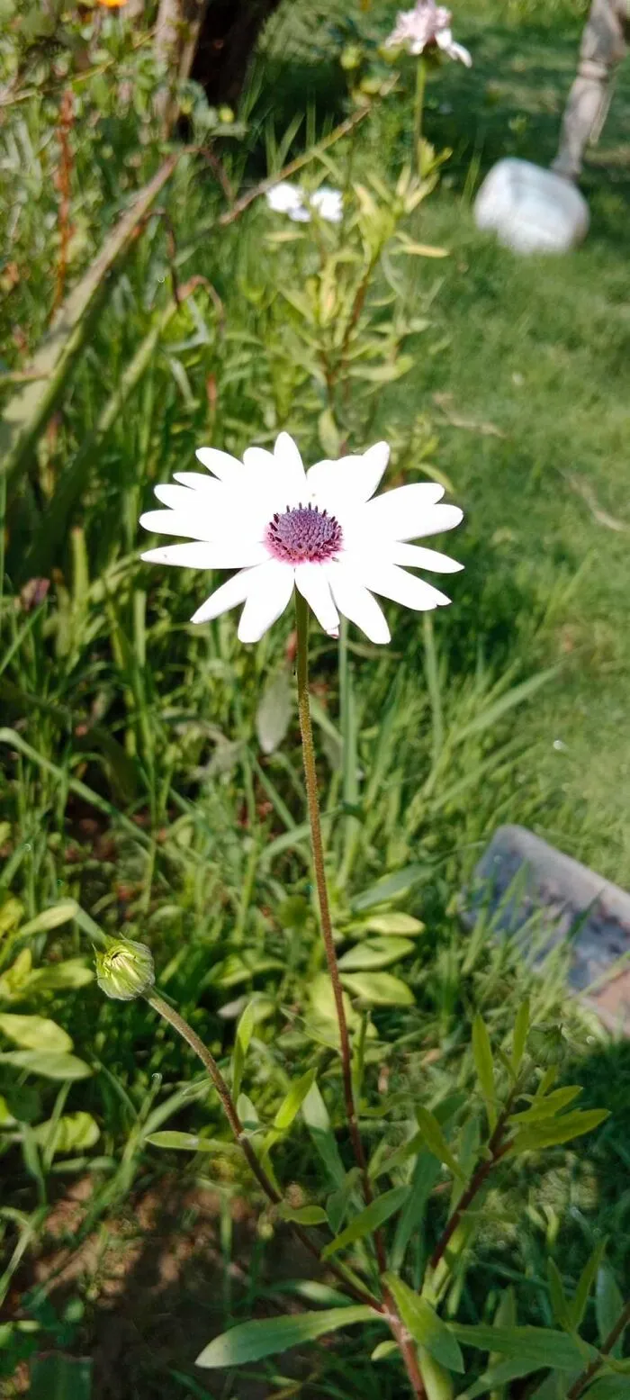 18 Pics Taken From My Home Garden To Support Gardening And Its Positive Effects On Health