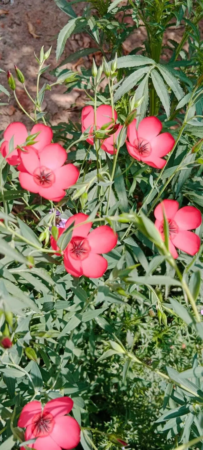 18 Pics Taken From My Home Garden To Support Gardening And Its Positive Effects On Health