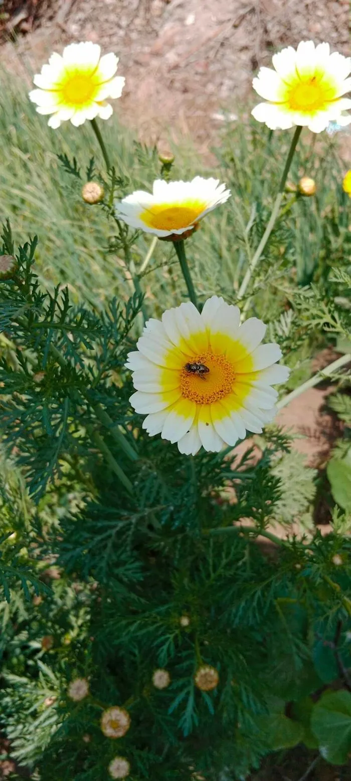 18 Pics Taken From My Home Garden To Support Gardening And Its Positive Effects On Health