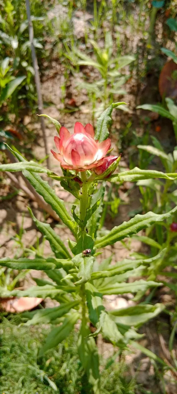 18 Pics Taken From My Home Garden To Support Gardening And Its Positive Effects On Health