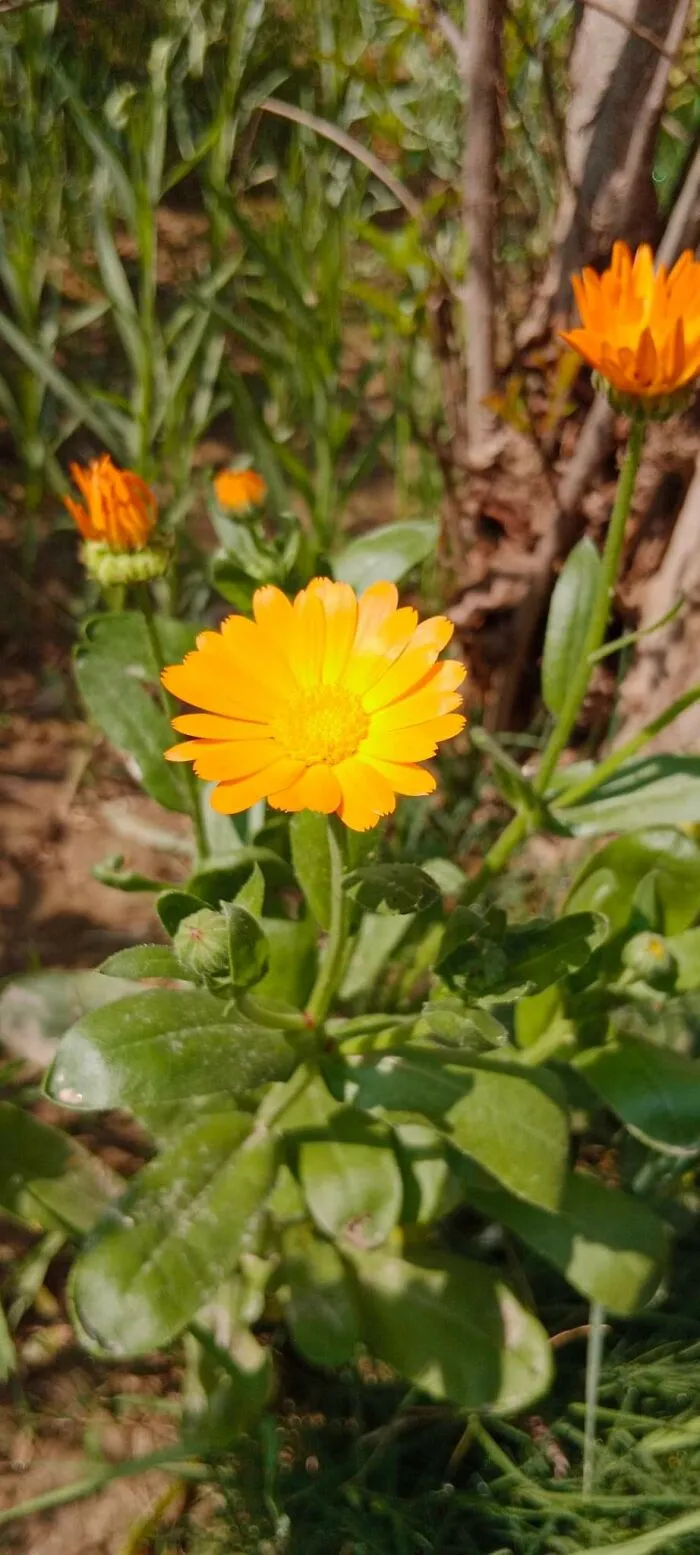 18 Pics Taken From My Home Garden To Support Gardening And Its Positive Effects On Health