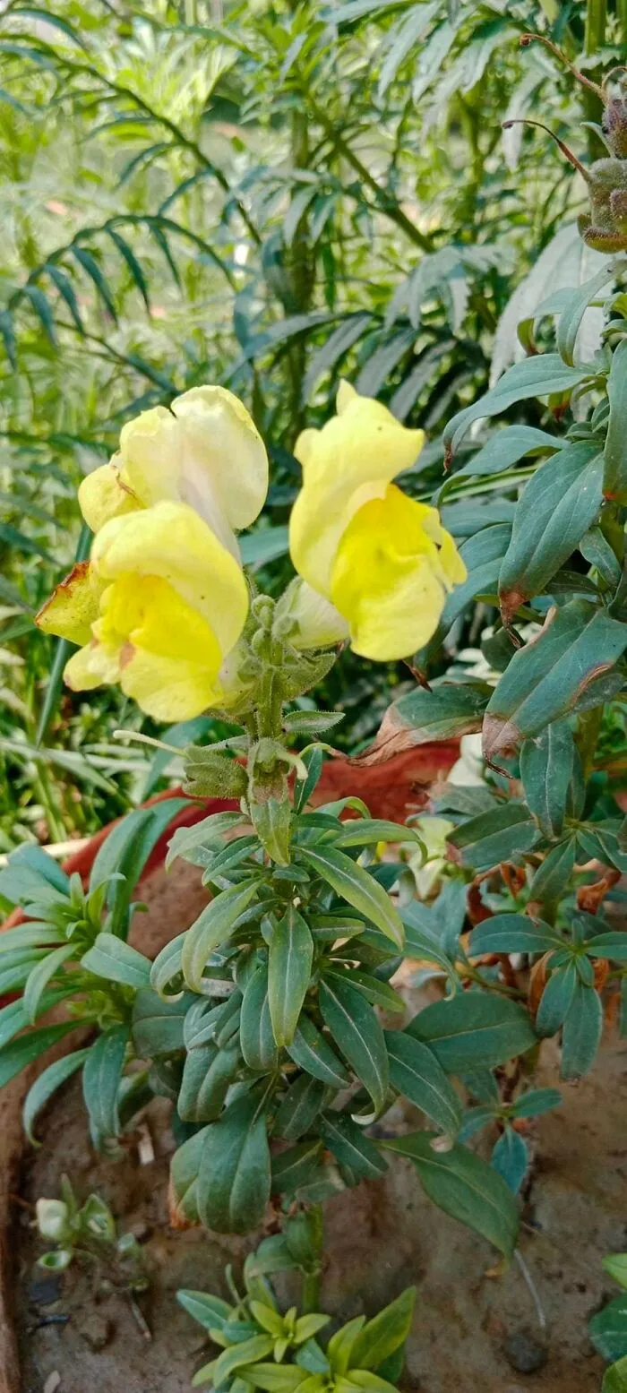 18 Pics Taken From My Home Garden To Support Gardening And Its Positive Effects On Health