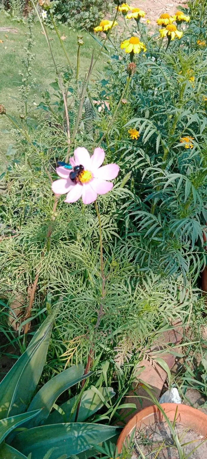 18 Pics Taken From My Home Garden To Support Gardening And Its Positive Effects On Health