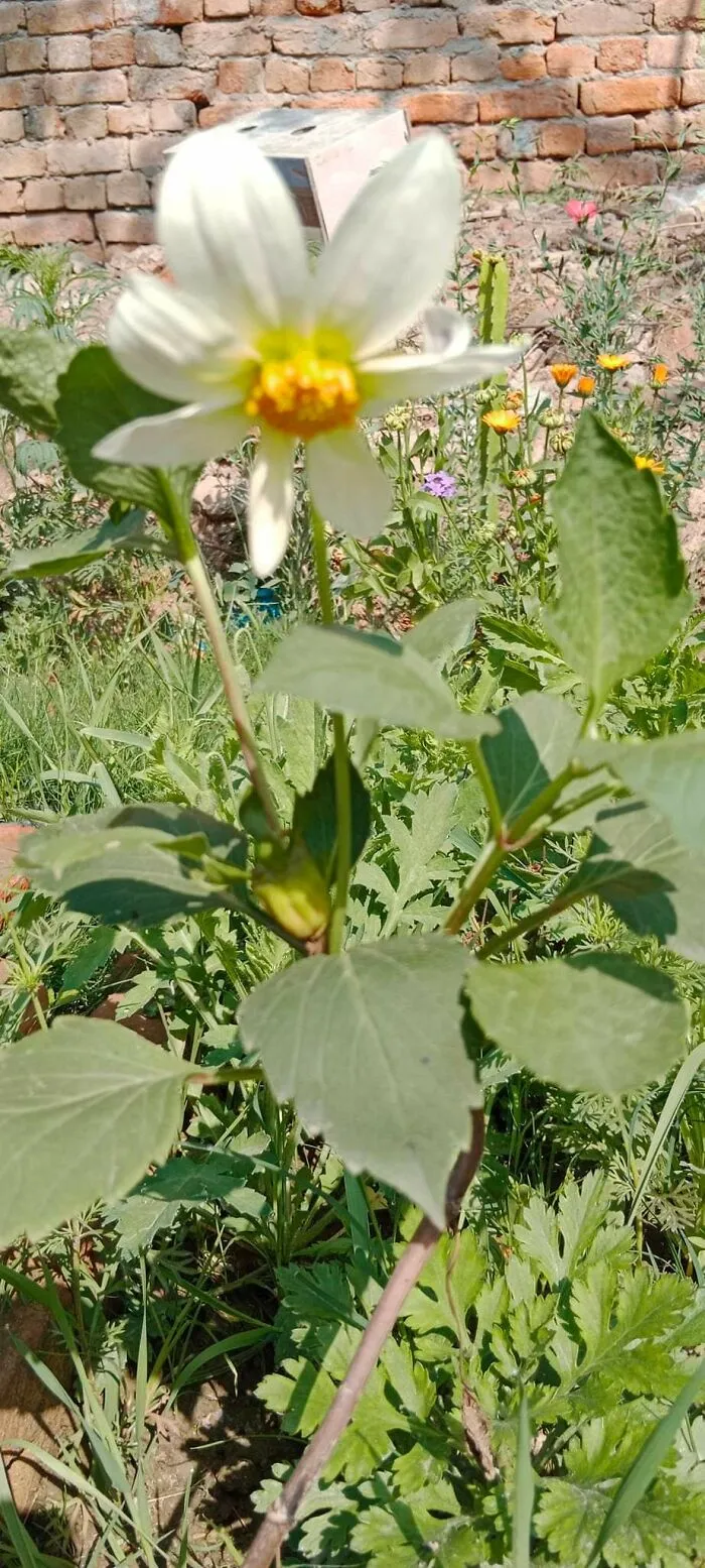 18 Pics Taken From My Home Garden To Support Gardening And Its Positive Effects On Health