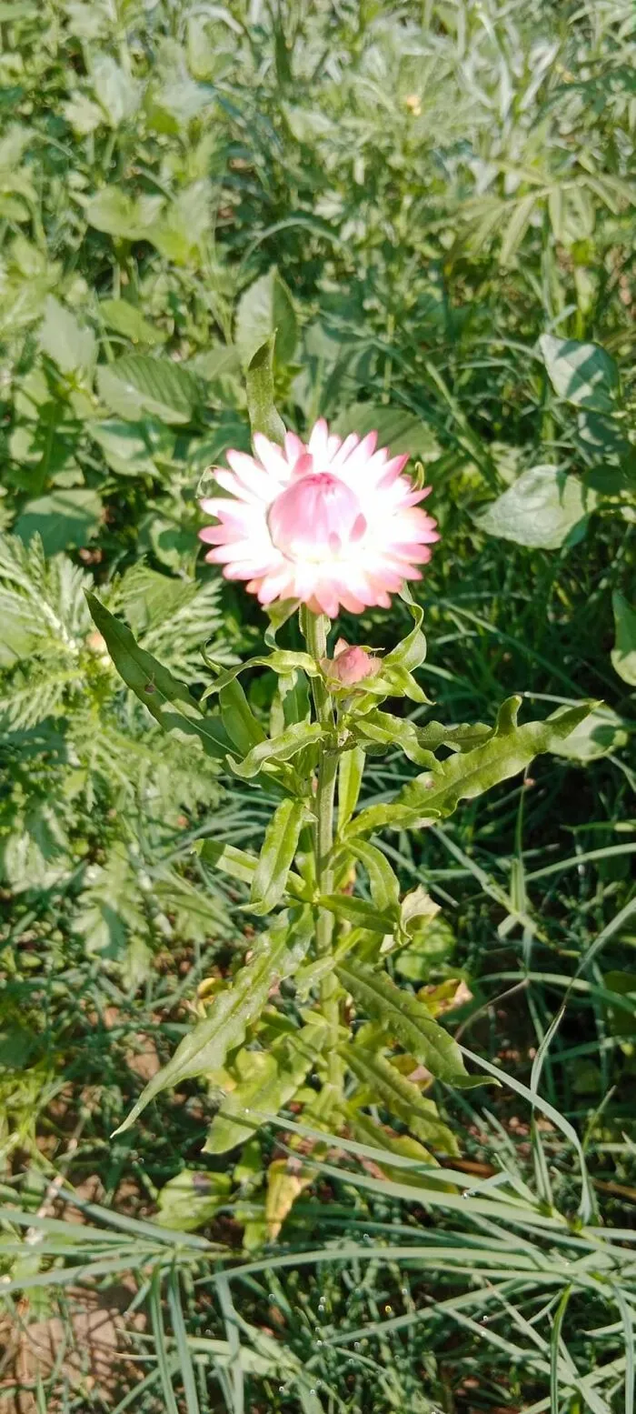 18 Pics Taken From My Home Garden To Support Gardening And Its Positive Effects On Health