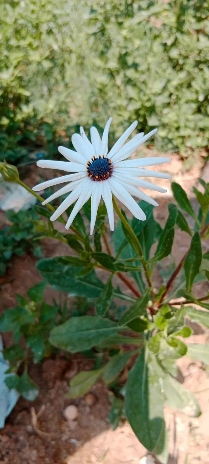 18 Pics Taken From My Home Garden To Support Gardening And Its Positive Effects On Health