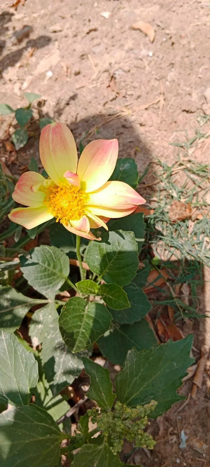 18 Pics Taken From My Home Garden To Support Gardening And Its Positive Effects On Health