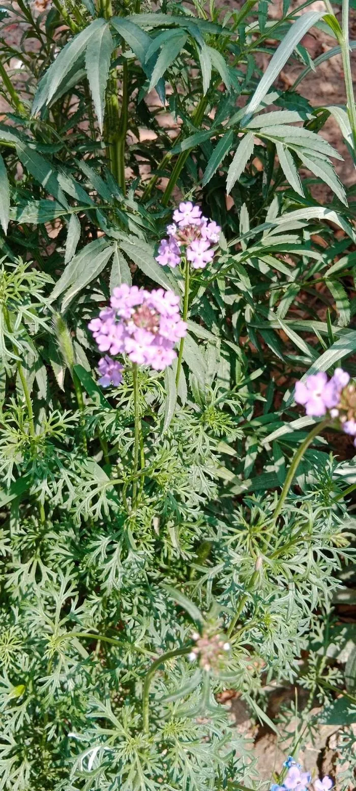 18 Pics Taken From My Home Garden To Support Gardening And Its Positive Effects On Health