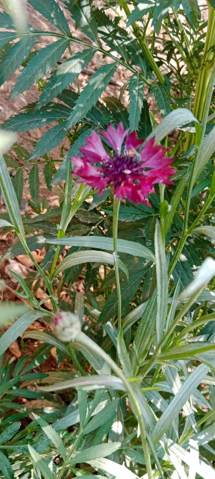 18 Pics Taken From My Home Garden To Support Gardening And Its Positive Effects On Health