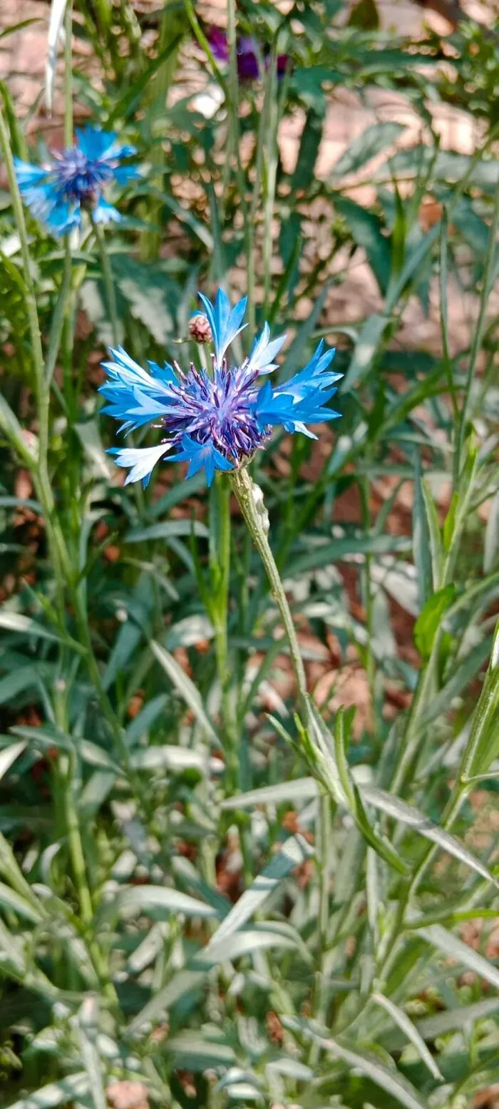 18 Pics Taken From My Home Garden To Support Gardening And Its Positive Effects On Health