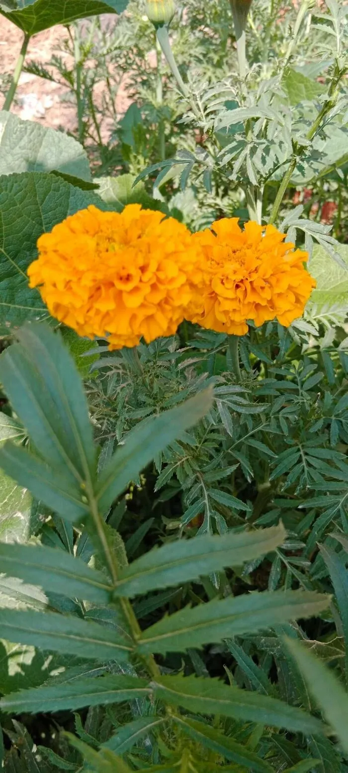 18 Pics Taken From My Home Garden To Support Gardening And Its Positive Effects On Health