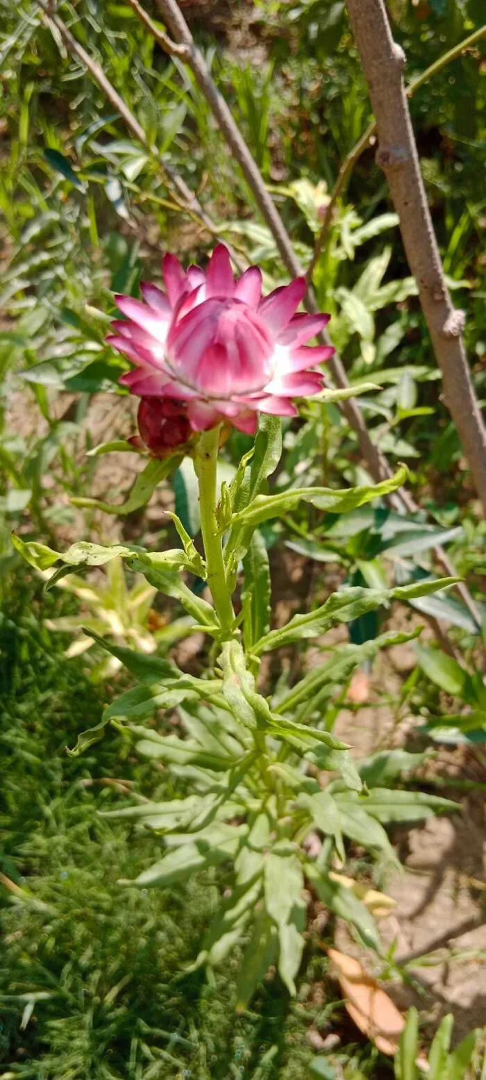 18 Pics Taken From My Home Garden To Support Gardening And Its Positive Effects On Health