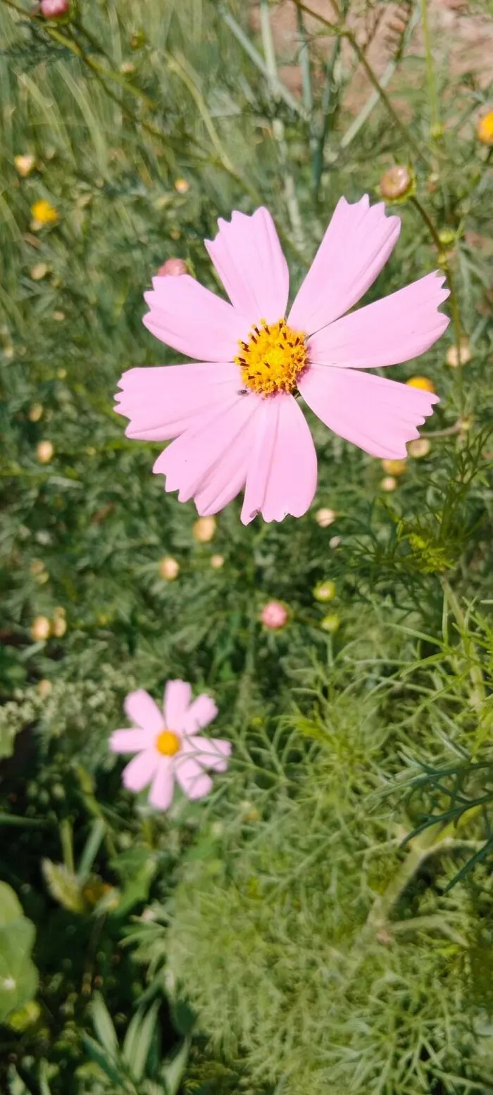 18 Pics Taken From My Home Garden To Support Gardening And Its Positive Effects On Health