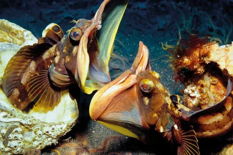 Say Hello To The Underwater Equivalent Of The Predator, The Sarcastic Fringehead.