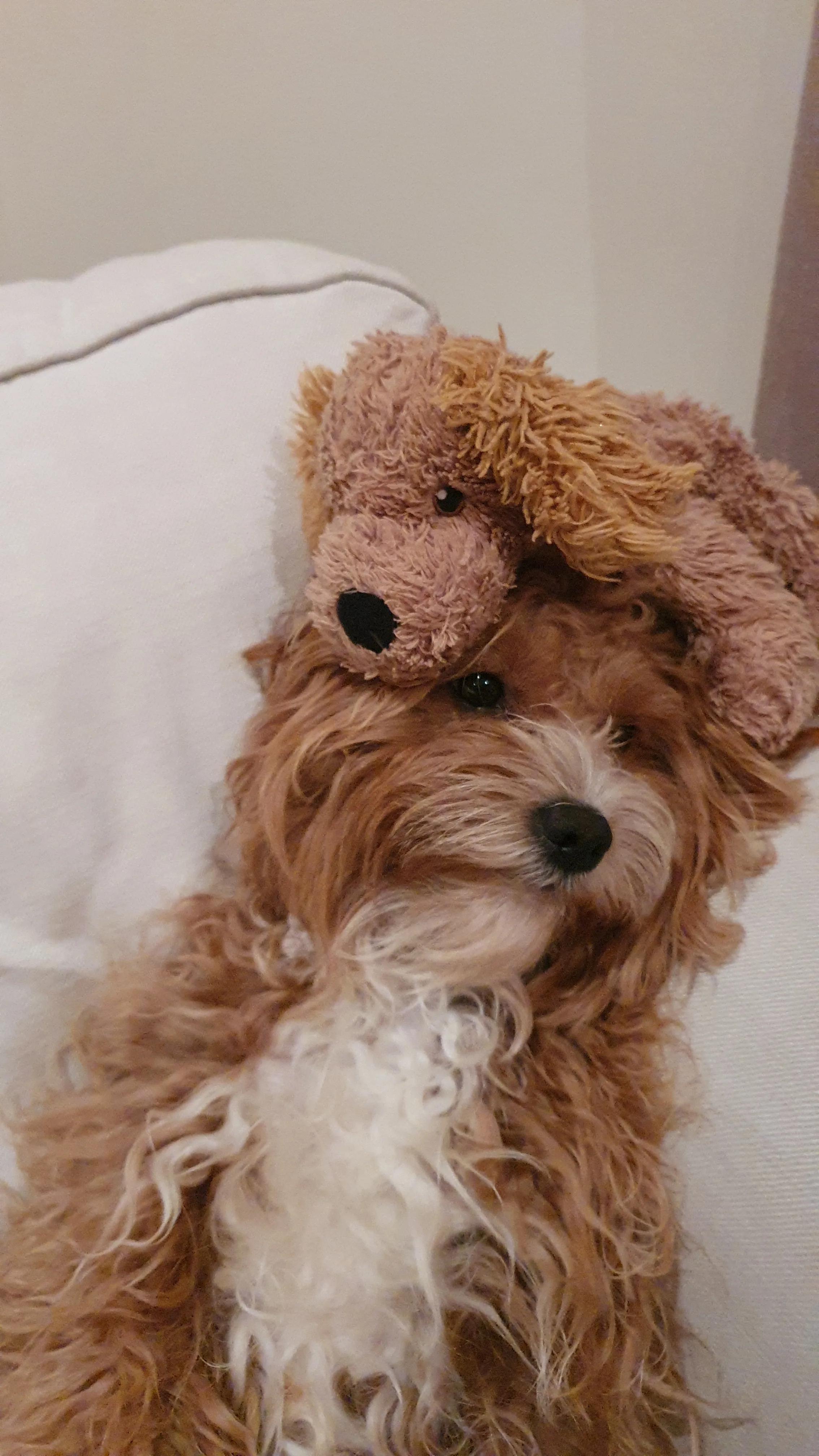 Hey Pandas Post An Image Of Your Unimpressed Pet
