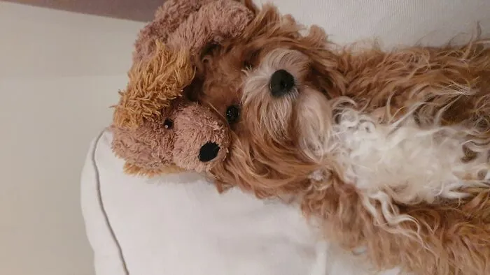 Too Tired