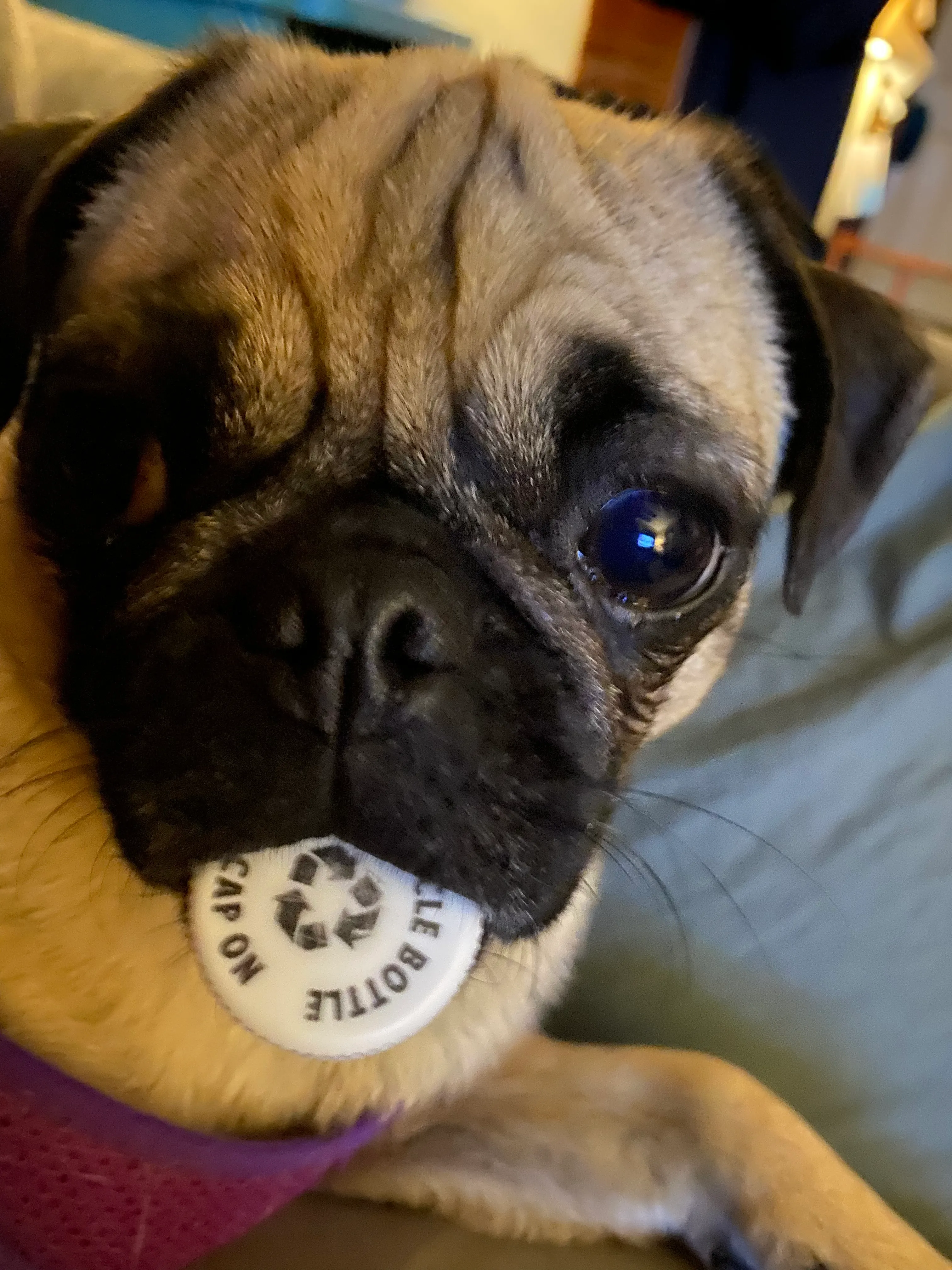Hey Pandas, Post What Your Pooch Is Doing Right Now!