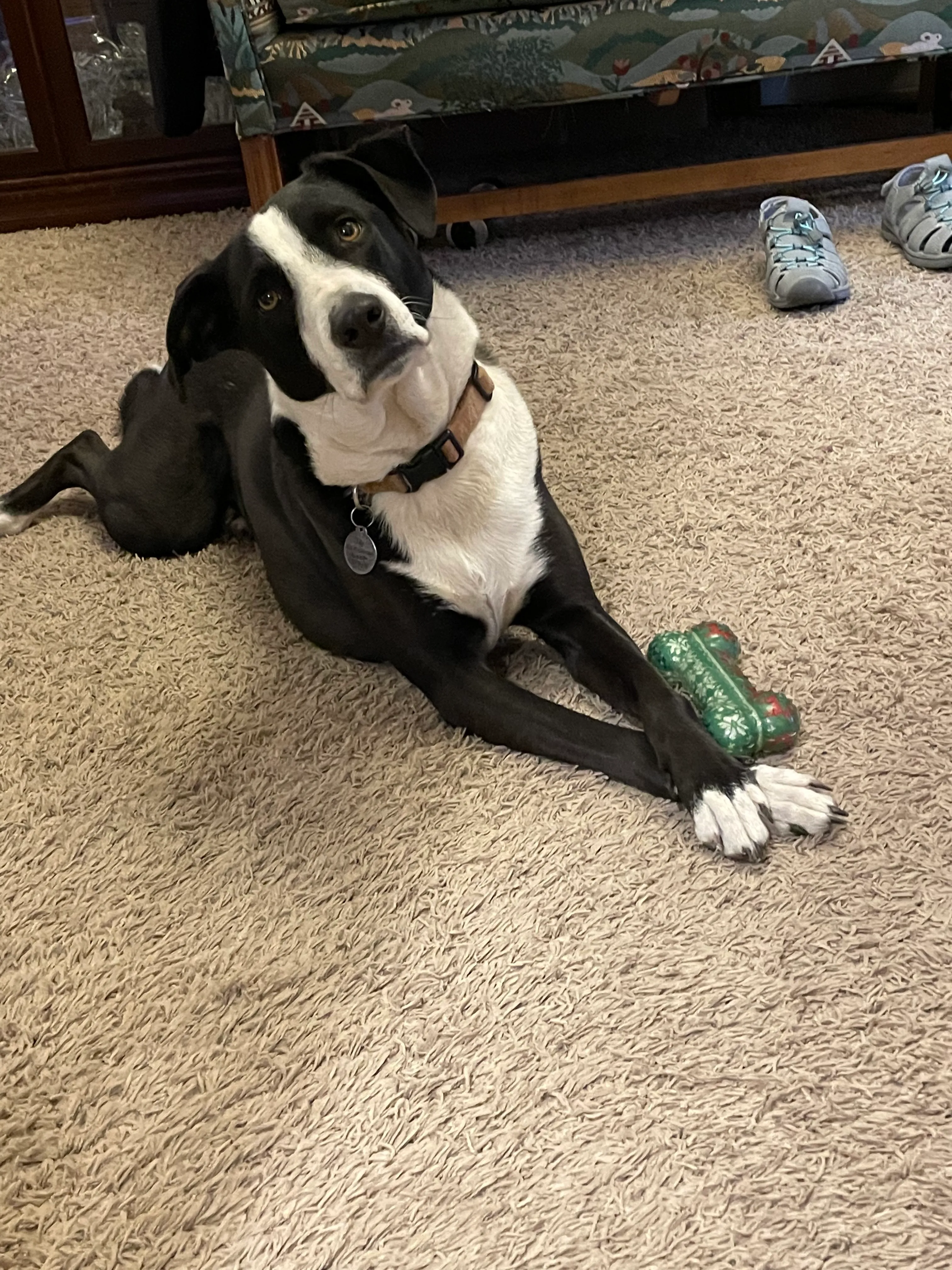 Hey Pandas, Photoshop My Dog, Tilly