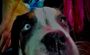 Hey Pandas, Post A Photo Of Your Dog (Closed)