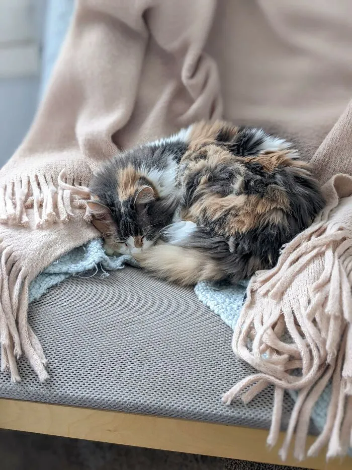 My Kitty Sleeping On The Couch