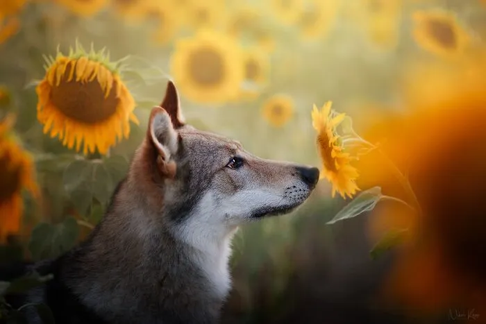 I Love Capturing The Joyful Souls Of Dogs Through My Photography (62 Pics)