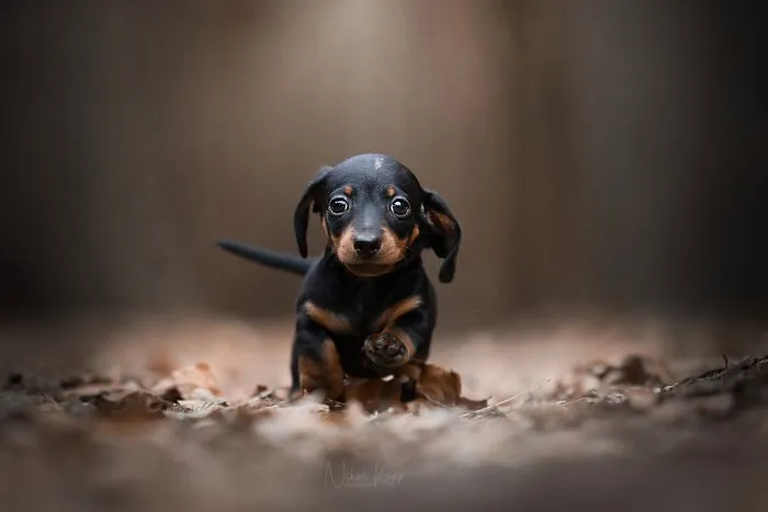 I Love Capturing The Joyful Souls Of Dogs Through My Photography (62 Pics)