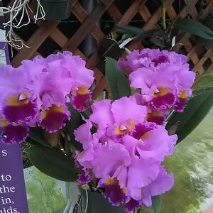 Purple Orchid
