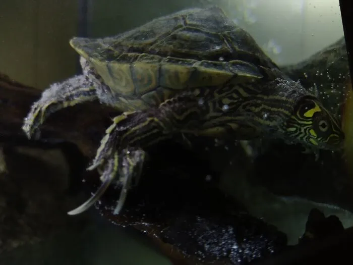 Donatello...10 Years Old. Can Reach The Age Of 65. A Long Time We Can Spend Together!