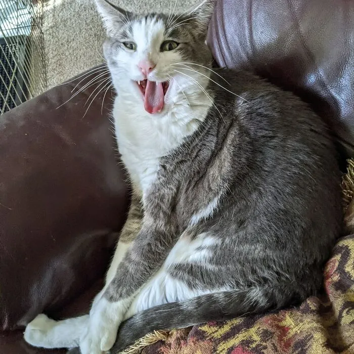 My Cat Would Be So Mad If He Knew I Showed This Picture Of Him