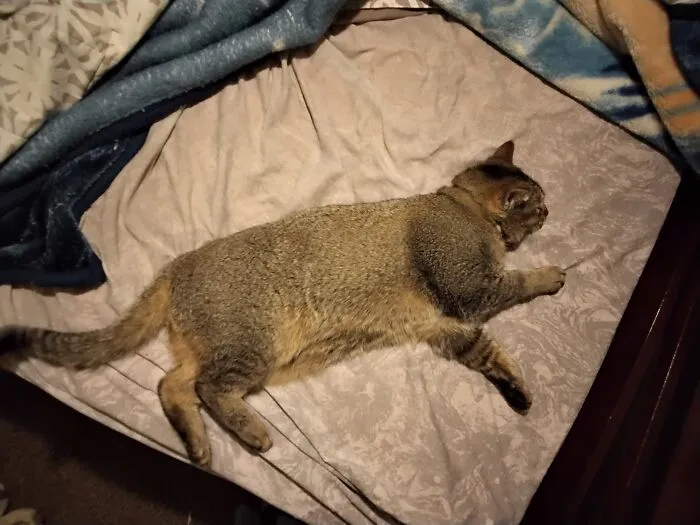 Its My Bed Now. Get Loet Hooman