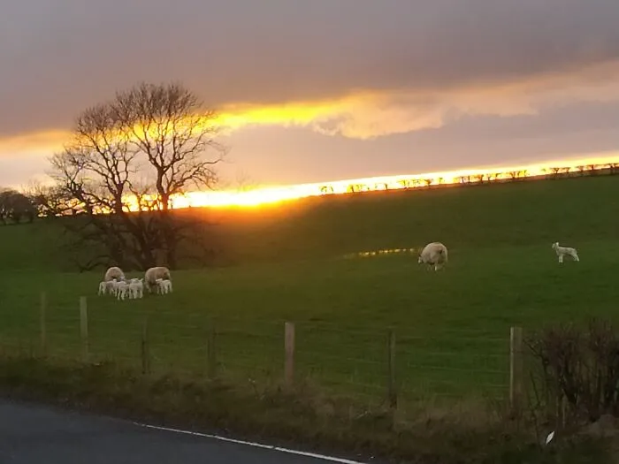 The Baby Sheep Are Arriving!