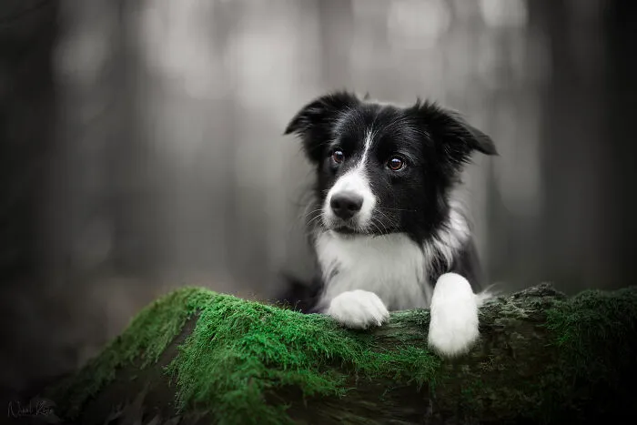 I Love Capturing The Joyful Souls Of Dogs Through My Photography (62 Pics)