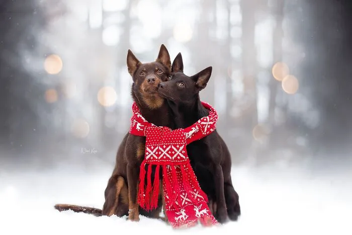 I Love Capturing The Joyful Souls Of Dogs Through My Photography (62 Pics)