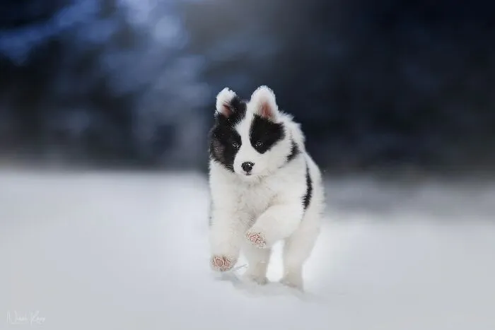 I Love Capturing The Joyful Souls Of Dogs Through My Photography (62 Pics)