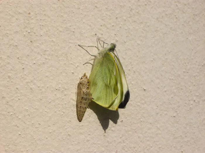 Years Ago I Found A Cocoon On My Wall. Few Days Later, This Beauty Appeared