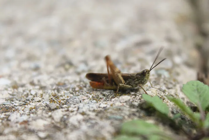 Sliding Into Summer, Chirping Starts At Full Volume, And Here There's One Of Those Hustlers