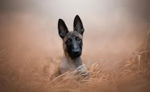 I Love Capturing The Joyful Souls Of Dogs Through My Photography (62 Pics)