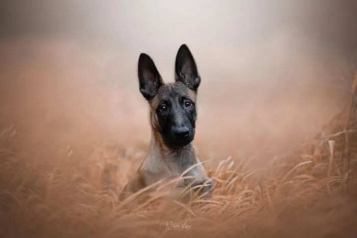 I Love Capturing The Joyful Souls Of Dogs Through My Photography (62 Pics)