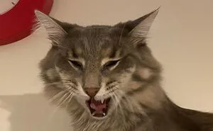 Hey Pandas, Post A Pic Of Your Pet Being Silly (Closed)