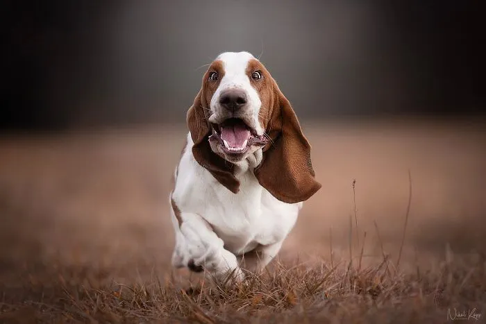 I Love Capturing The Joyful Souls Of Dogs Through My Photography (62 Pics)