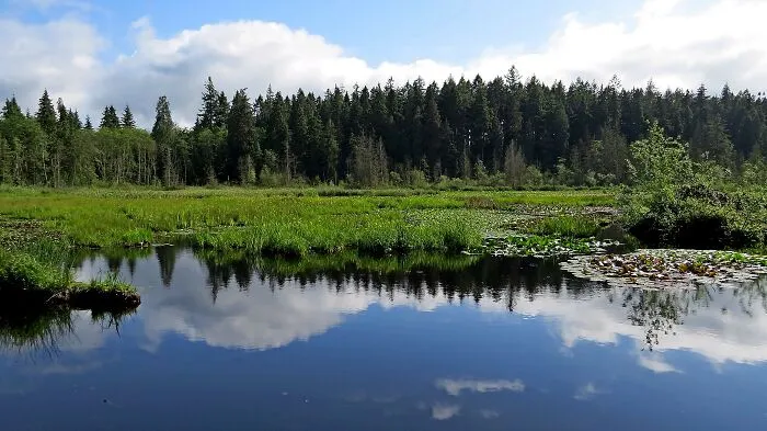 Stanley Park Lake - Vancouver