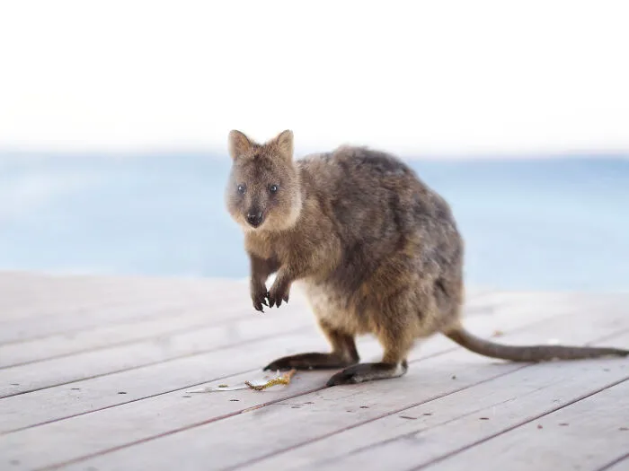 Quokka, Rottnest Island, Western Australia