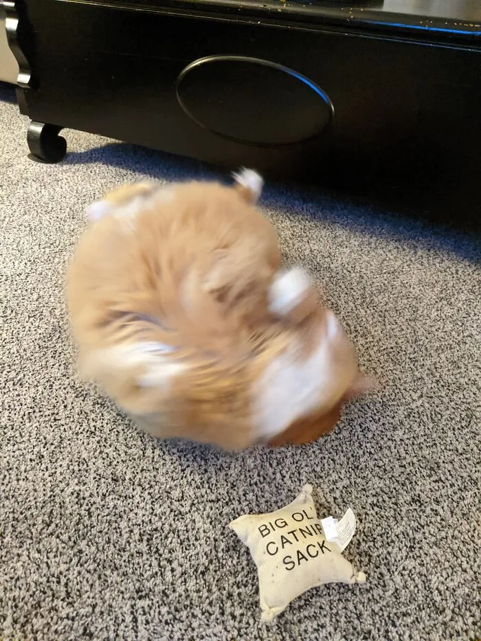 Biscuits - Self-Explanatory