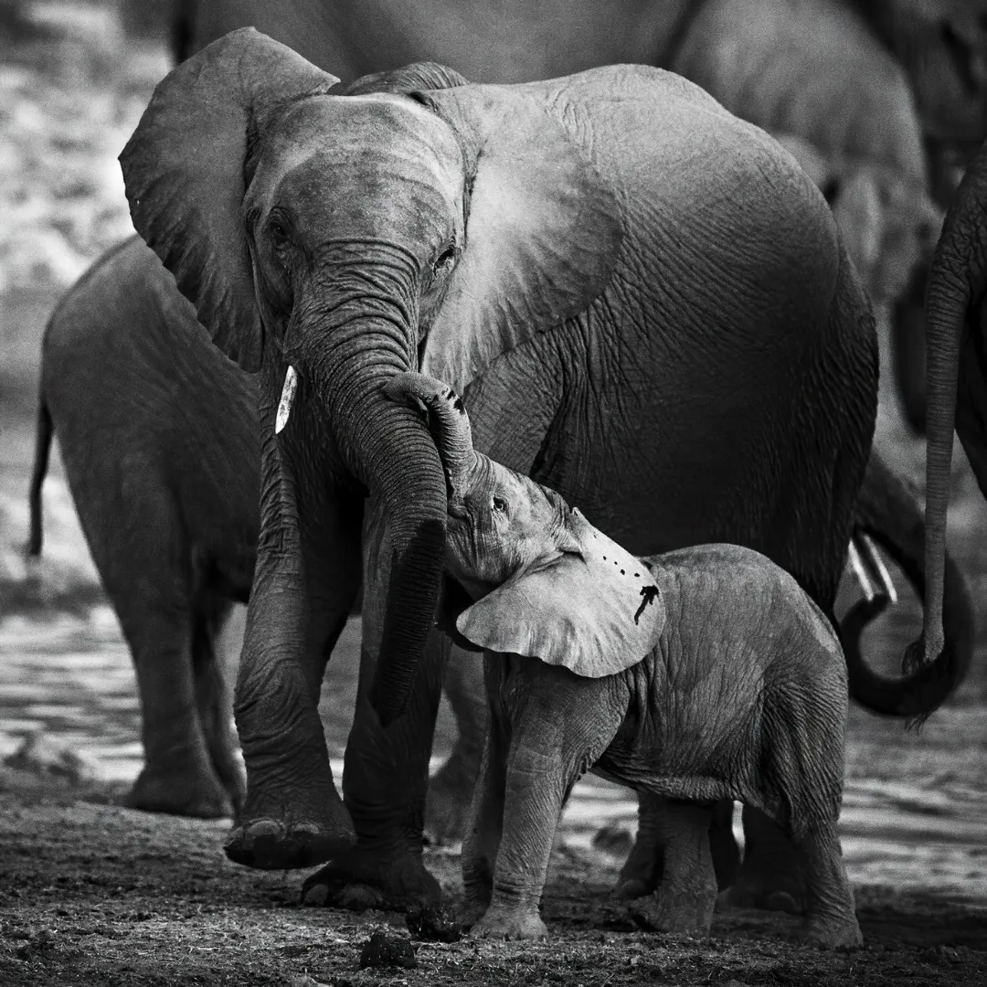 Affection