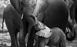 Affection
