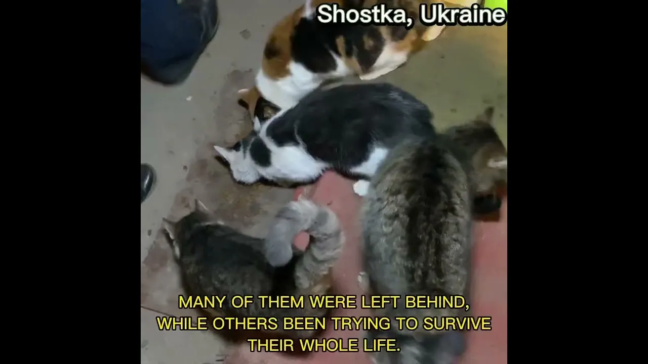 I Will Survive Even When Under Blockade In Ukraine
