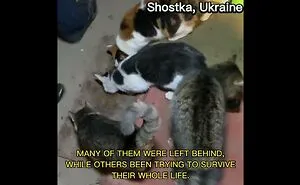 I Will Survive Even When Under Blockade In Ukraine