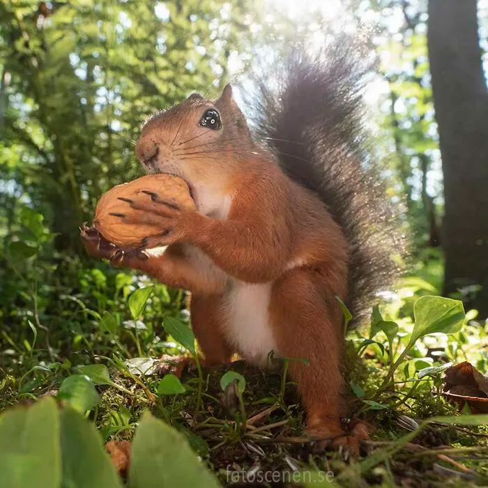Big Bite